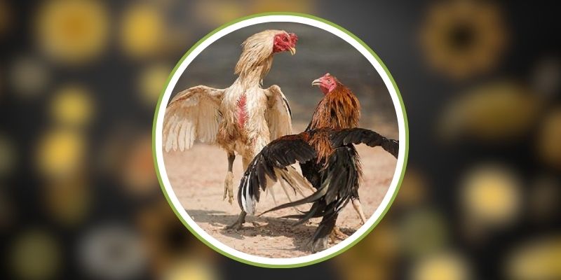 HB 88 – Sân Đá Gà Sôi Động, Cược Đã Như Thật 2 Vì sao đá gà tại HB 88 luôn sôi động và cuốn hút